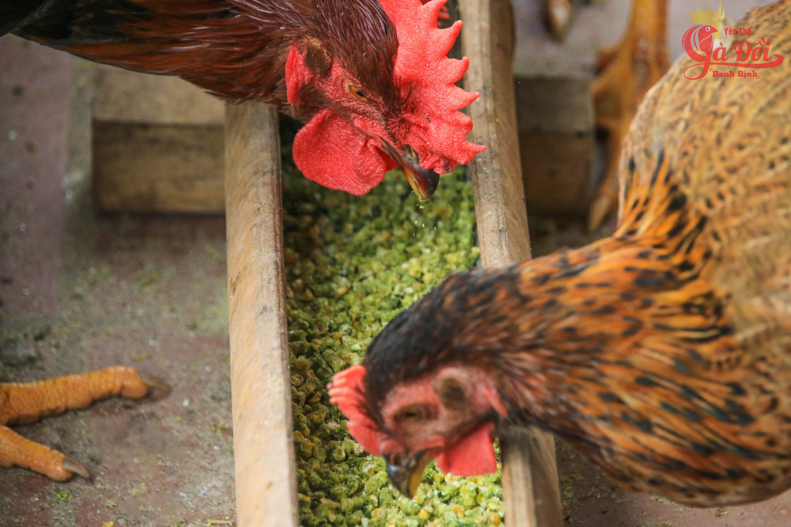 Cách làm chuồng nuôi gà thả vườn  Hướng dẫn trọn bộ chi tiết nhất từ AZ